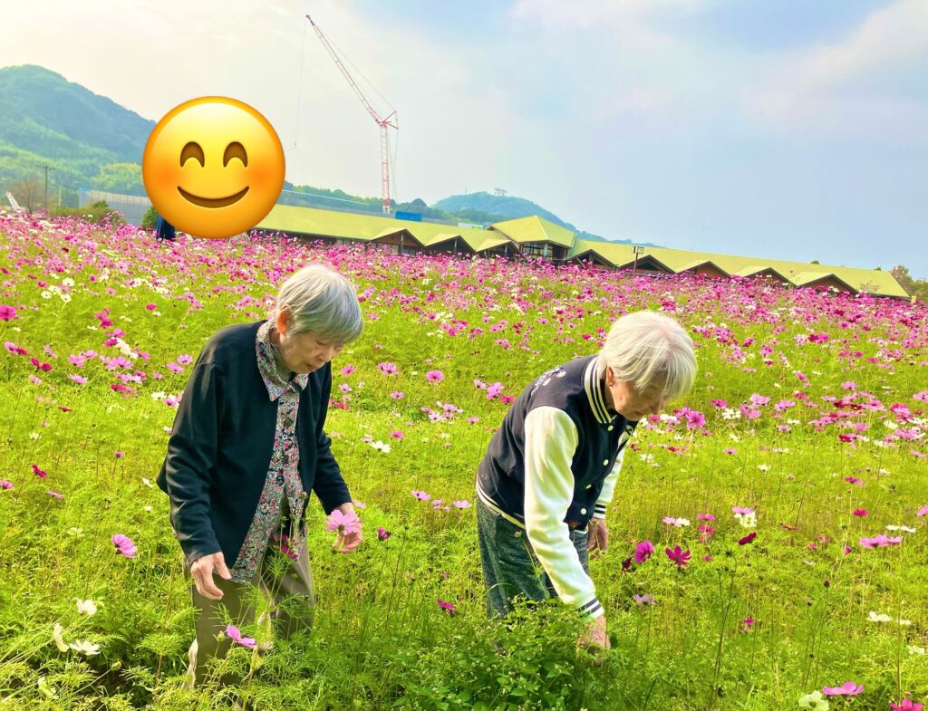 コスモスを見に行きました🎵のサムネイル画像