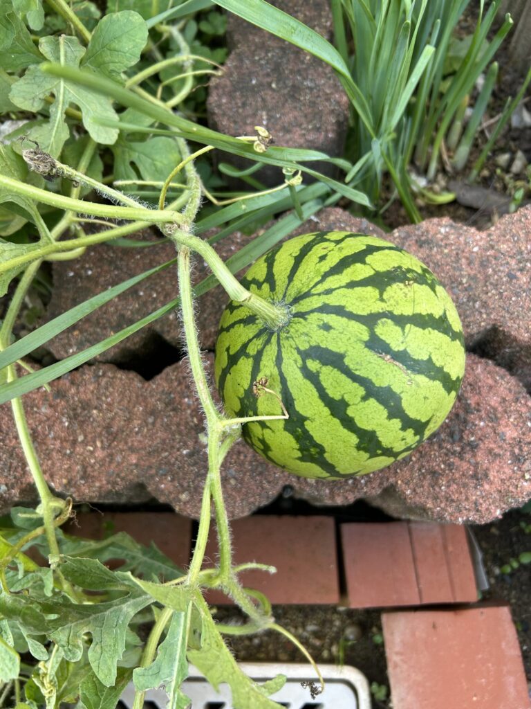 スイカのサムネイル画像