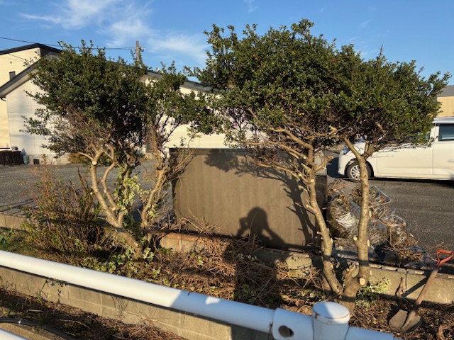 💚木こりーーーノ💚(ΦωΦ)のサムネイル画像