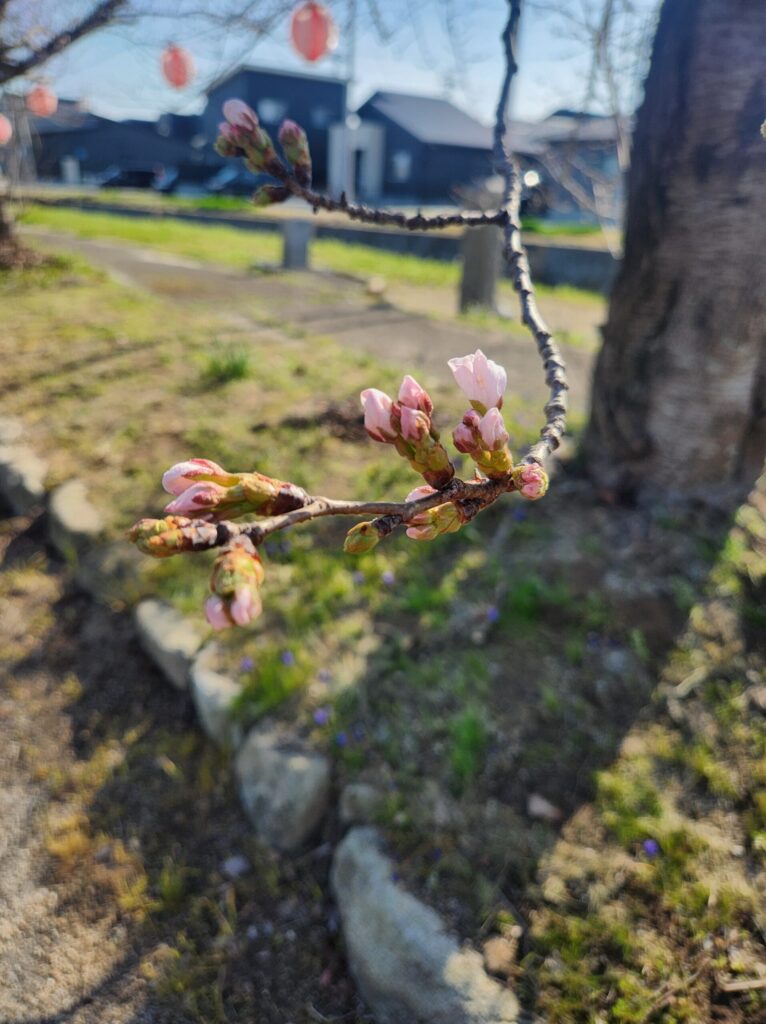 🌸桜🌸のサムネイル画像